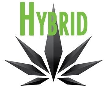 Hybrid