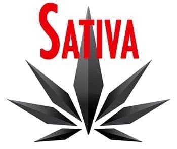Sativa