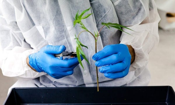 Oklahoma Adopts Medical Marijuana