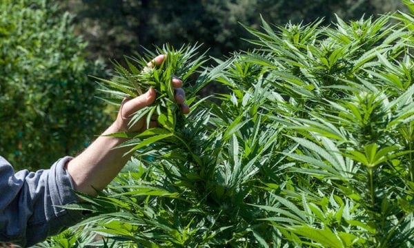 U.S. Representatives Introduce Bill to Collect Data on Cannabis