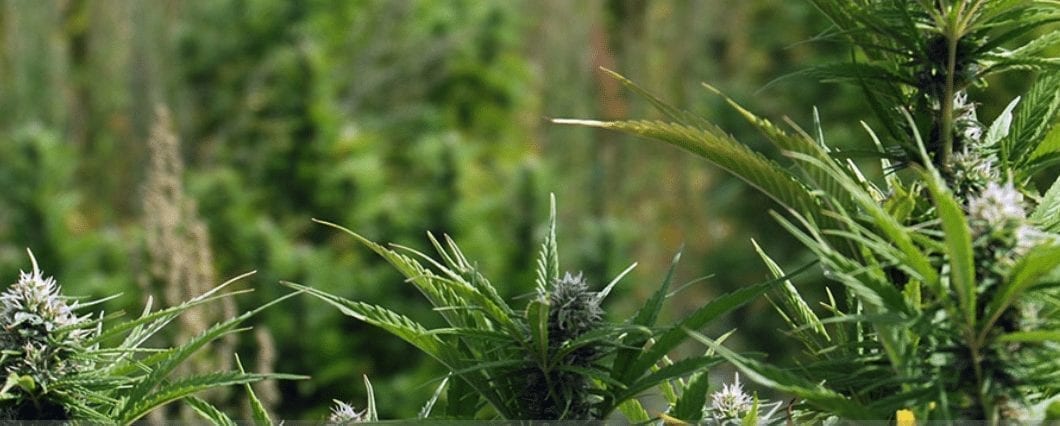 Oregon Considering New Regulations for Growers to Combat Illicit Market