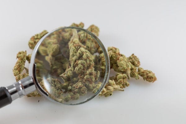 CULTURENo, Marijuana DNA Is Not From Outer Space (And Other Cannabis-Related Fake News)