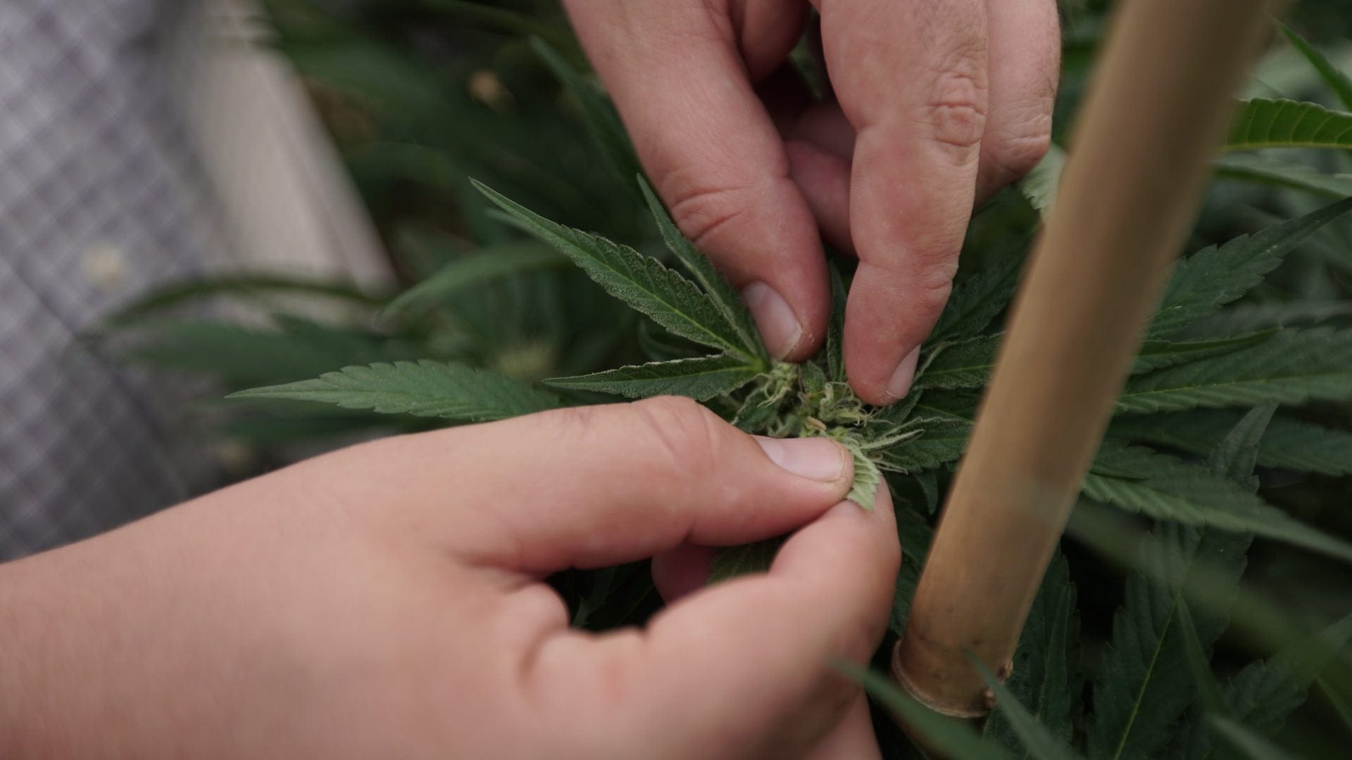 Here Are The DEA’s Newest Slang Terms for Marijuana: ‘Shoes,’ ‘My Brother’ And More