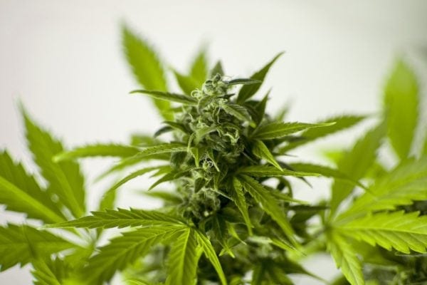 Marijuana Use Will No Longer Be Prosecuted In Manhattan