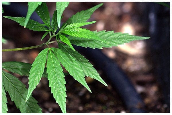 Congressman Pushes Federal Employment Protections For Marijuana Consumers