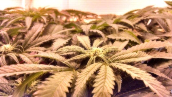 Researchers ID genes that could make you more likely to try cannabis