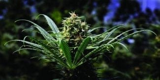 Senate could soon vote on Gardner’s marijuana banking legislation, making it a states’ rights issue