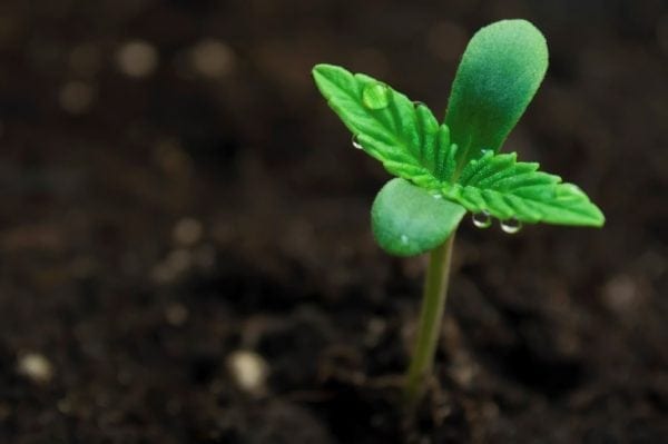 Cannabis Cultivation Compliance and Management
