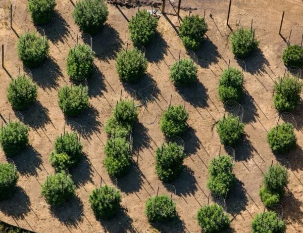 Direct-To-Consumer Access Is Important For Wine And Cannabis, Survey Shows
