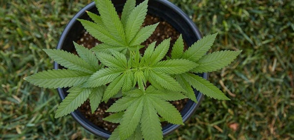 RICO Act Being Used by Attorneys to Hinder Legal Marijuana Businesses