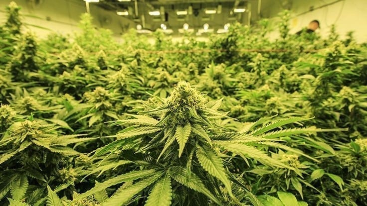 Jimmy Buffett Gets Into the Marijuana Business With Billionaire Wrigley Heir