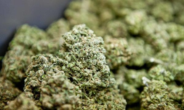 Close-up tight trimmed nugs