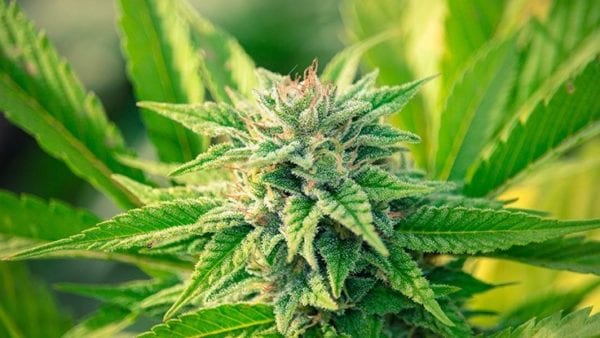 Frosty Outdoor Cola