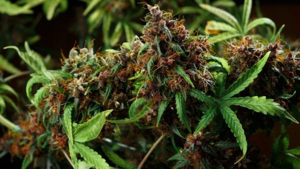 Hairy Colorful Colas
