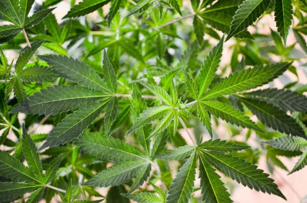 Green Cannabis Leaves