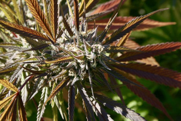 Sunlit Cannabis