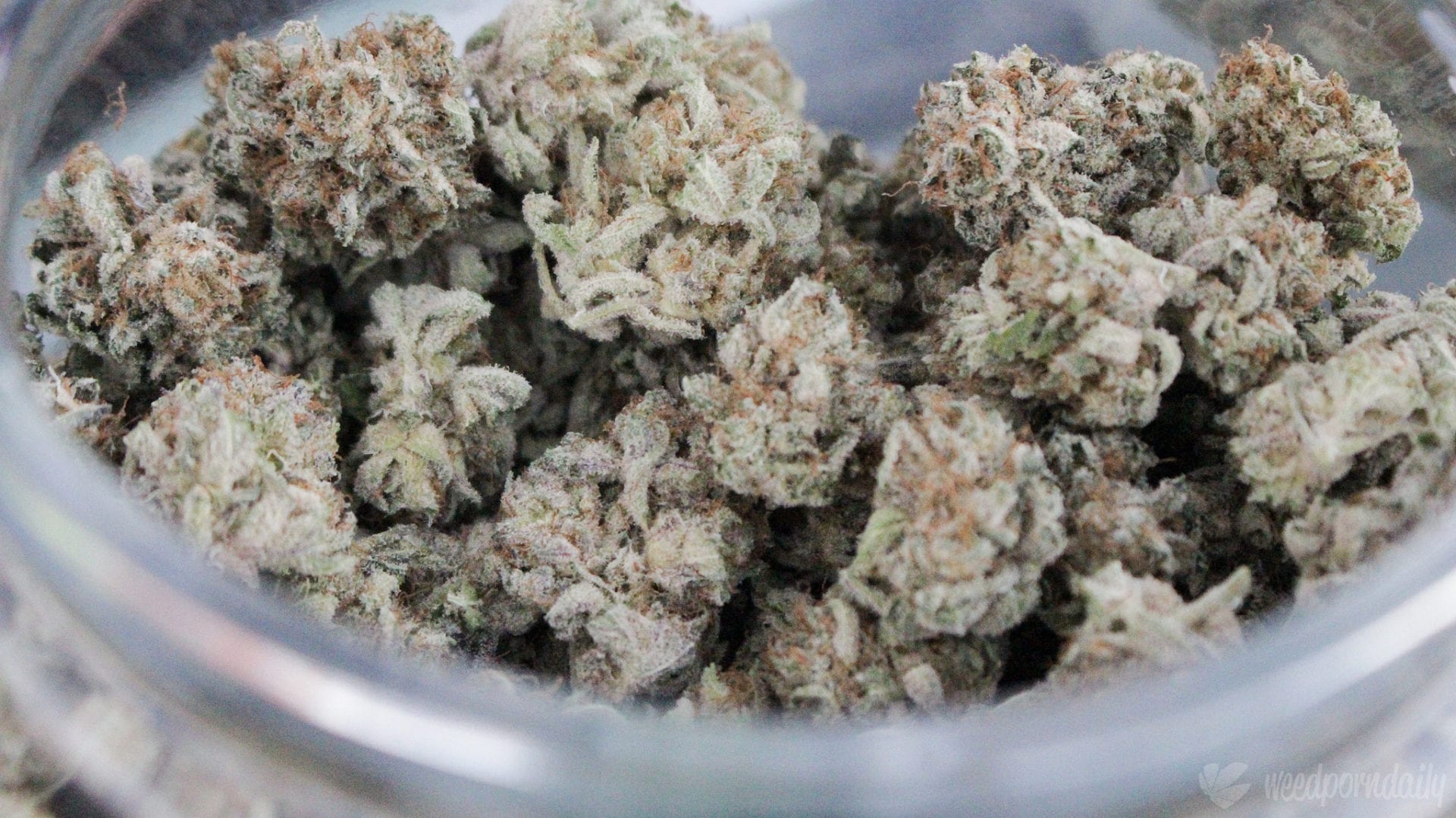 Frosty Nugs in Jar