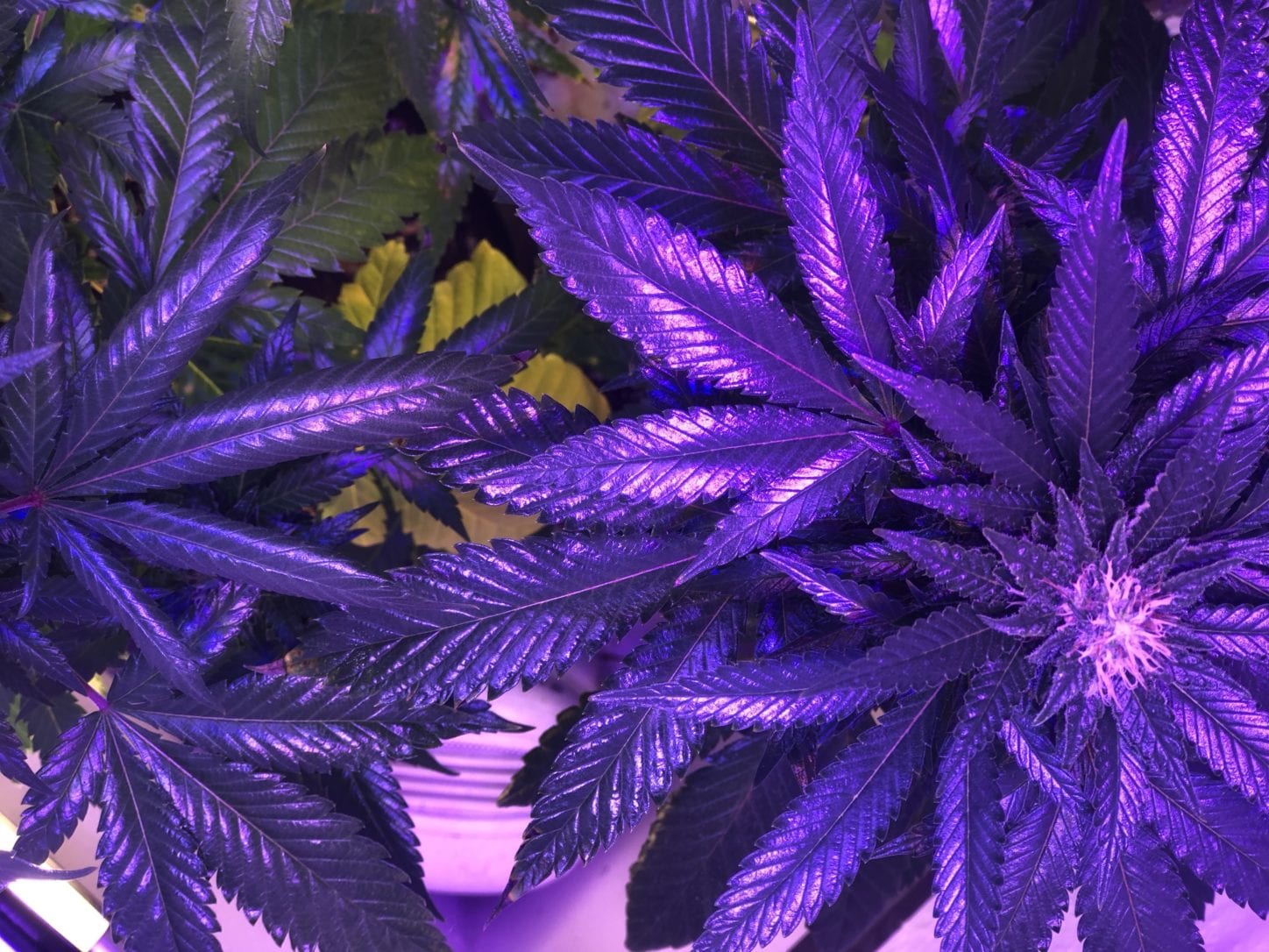 Purple Cannabis Leaves