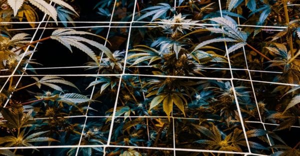 SCROG Growing Technique, Grid around flowers