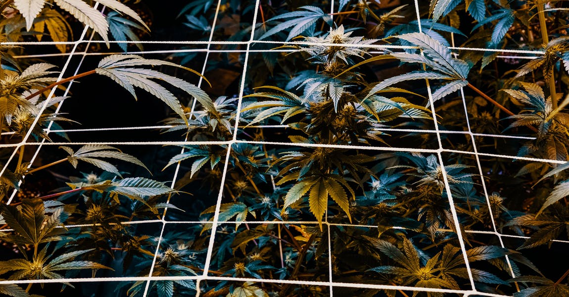 SCROG Growing Technique, Grid around flowers