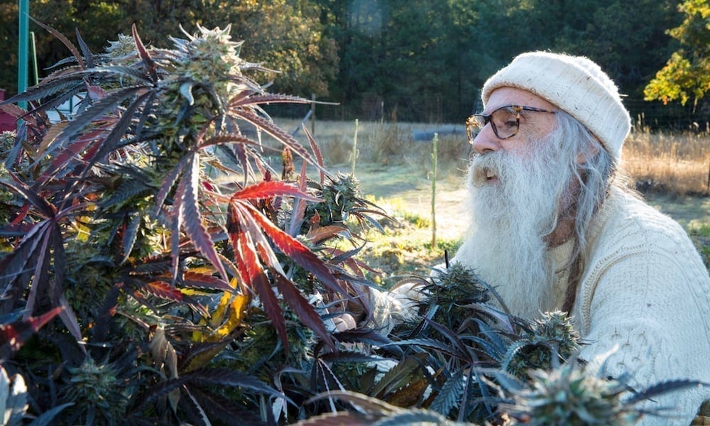 Long Bearded Hippie