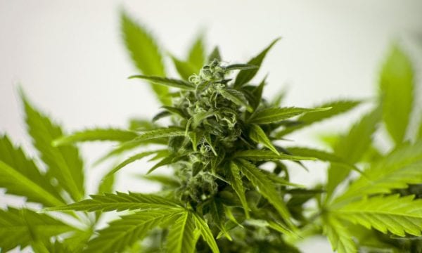 Green Marijuana