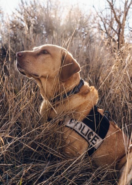 Police Drug Sniffing Dog