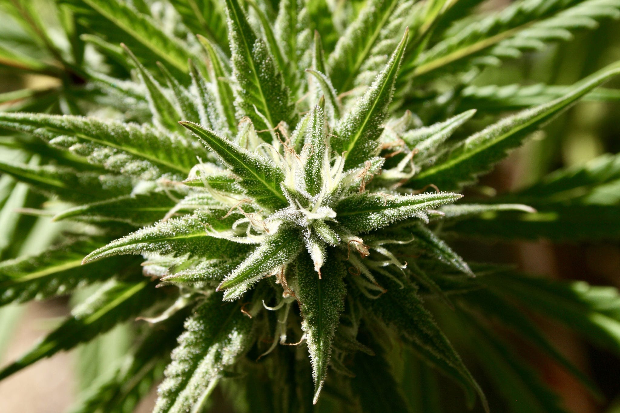 POLITICSMost Medical Marijuana Patients Stop Or Reduce Pharmaceutical Use With Cannabis, Survey Finds