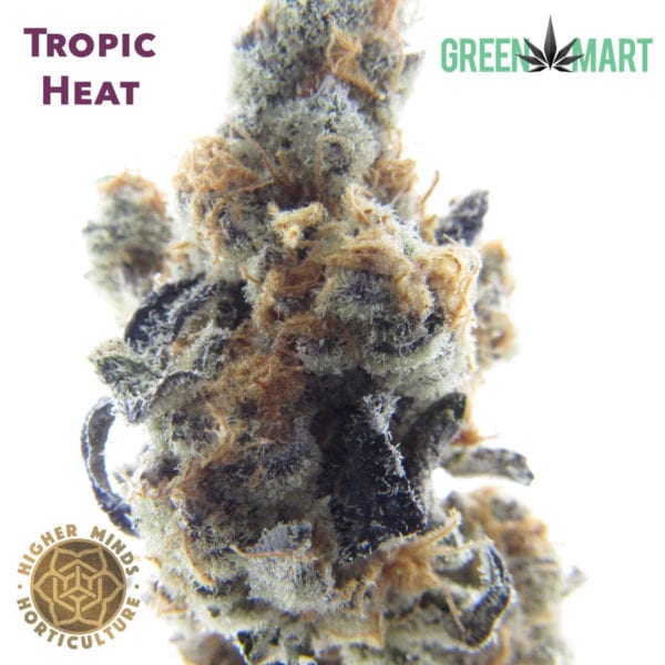 Higher Minds Horticulture - Tropic Heat