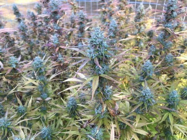 States With Legal Medical Marijuana Have Lower Teen Use Rates, Large-Scale Study Finds