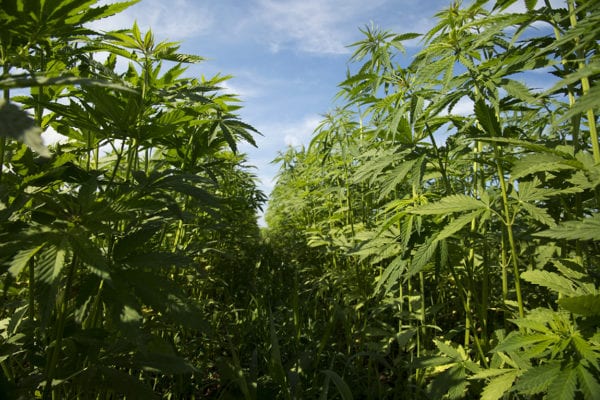 Lawmakers Push FDA To Allow CBD-Infused Food Products