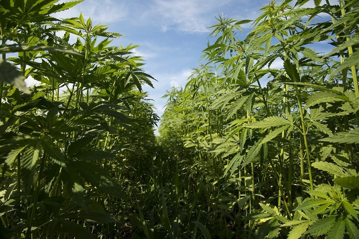 Lawmakers Push FDA To Allow CBD-Infused Food Products
