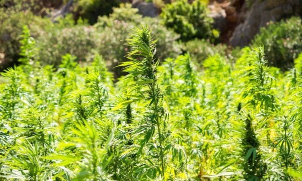 Study Shows That Bees Like Hemp, And That’s Great News For The Environment