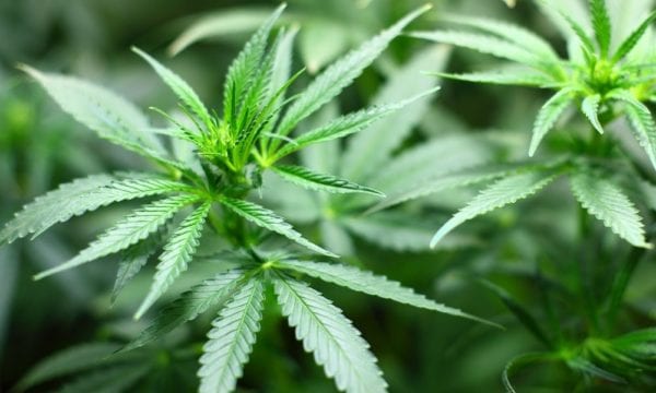 Here’s Who Will Testify About Marijuana On Capitol Hill Next Week