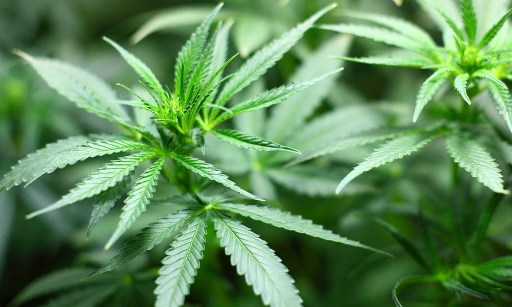 Here’s Who Will Testify About Marijuana On Capitol Hill Next Week