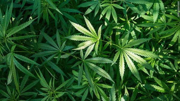 Two years after voters approved it, Florida legalizes smoking medical marijuana