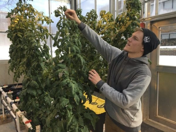 Higher education: Colleges add cannabis to the curriculum