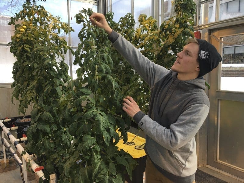 Higher education: Colleges add cannabis to the curriculum