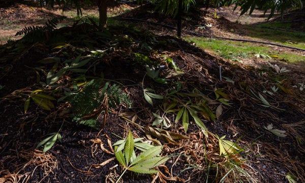 Spring Tips: How to Prep Your Home Garden to Grow Cannabis
