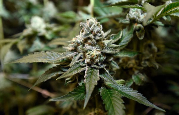 Marijuana industry would no longer be cash-only if this bill passes. And this time, it has a better chance.