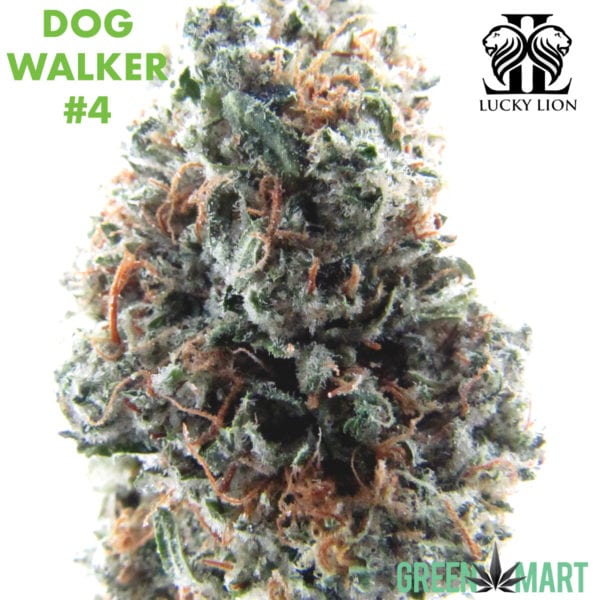 Lucky Lion - Dogwalker #4