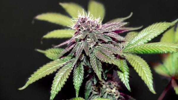 Hawaii now allows visitors to buy medical marijuana