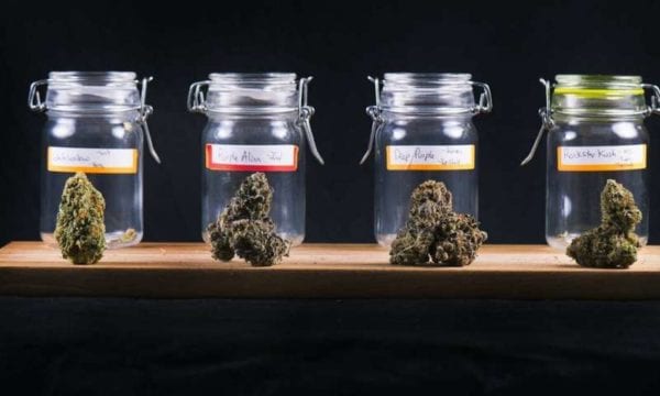 Marijuana is a lot more than just THC—a pharmacologist looks at the untapped healing compounds