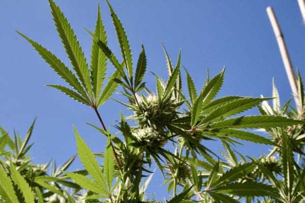 Study Finds Marijuana Motivates People To Exercise, Smashing Lazy Stoner Stereotype