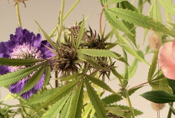 Oregon May Cap the Number of New Cannabis Grower Licenses