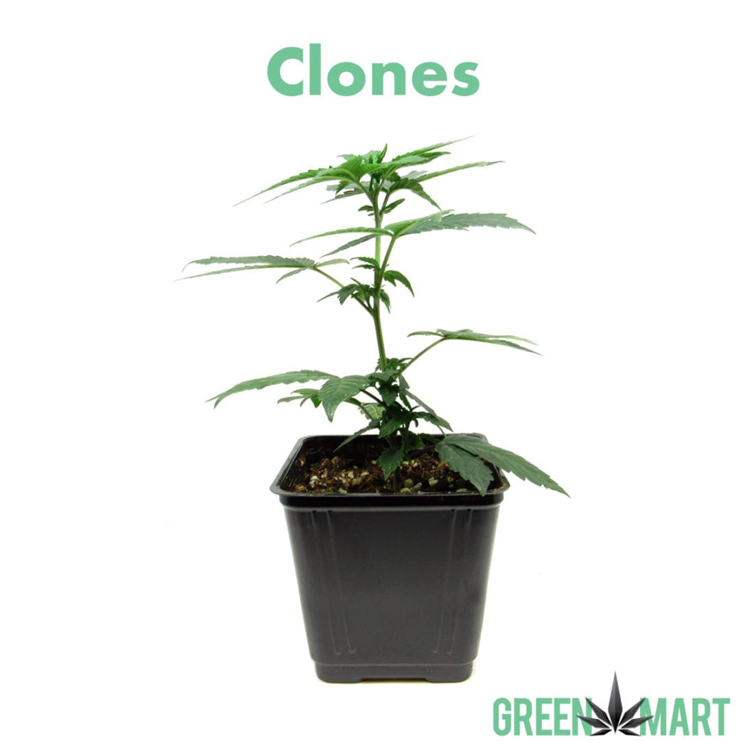 GM Dispensary | Beaverton – Oregon’s Best Dispensary