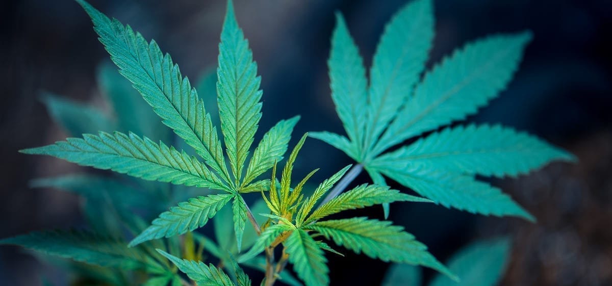 University of Washington Studying Effect of CBD for Fragile X Syndrome Photo Credit: ROBERTO VALDIVIA