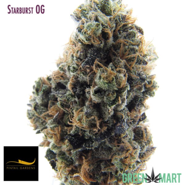 Starburst OG by Pintail Gardens