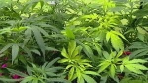 Bill to allow interstate marijuana shipping passes through Oregon Senate, House