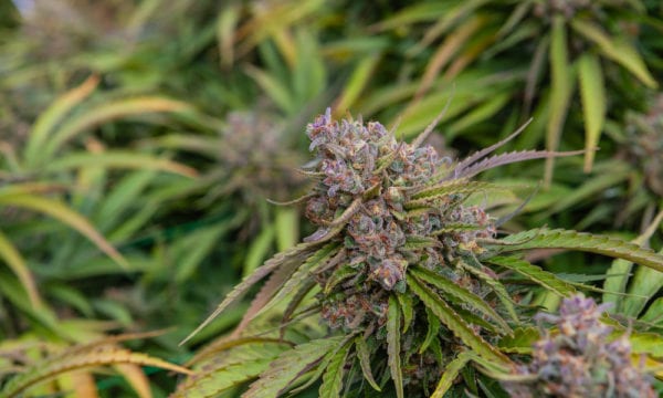 Photo by Gracie Malley for Cannabis Now